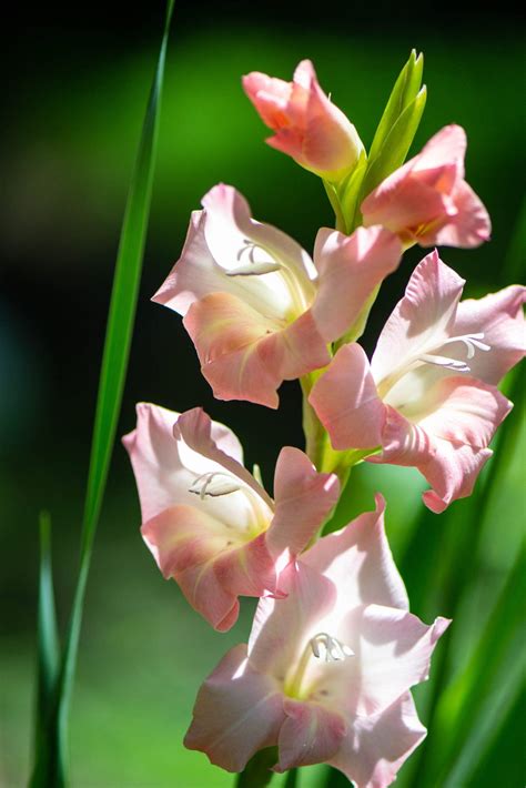 How to Plant Summer Bulbs - Curbly