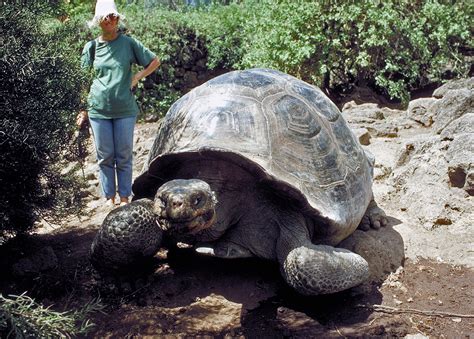 Galapagos Pictures, Giant Tortoises