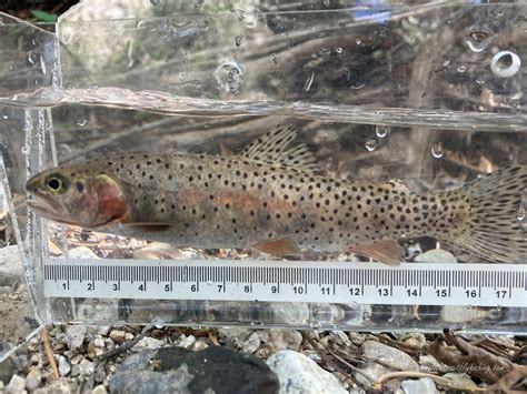 Native Trout Fly Fishing: Bonneville Cutthroat Trout