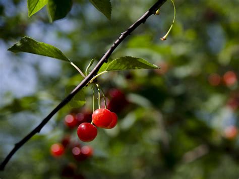 Cherry Harvest | The Peninsular Ag Research Station in Door … | Flickr