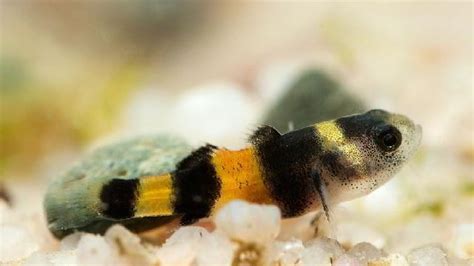 Bumblebee Goby: The Definitive Guide (2020) – Micro Aquatic Shop