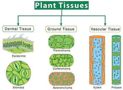 Ground Tissue System In Plants