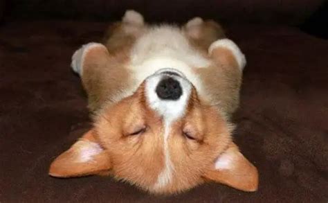 33 Welsh Corgis Sleeping In Totally Ridiculous Positions – The Paws