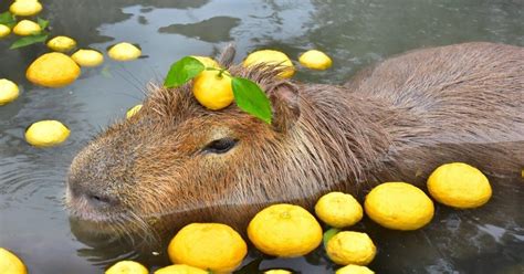 Anyone know where I can pet/feed capybaras in Houston? : r/capybara