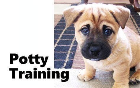 Bullmastiff Potty Training – Modern Puppies