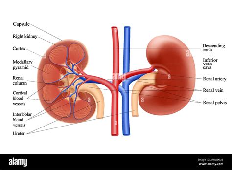 Kidney Drawing For Kids