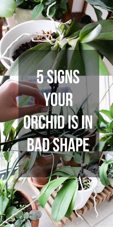 How To Care For Orchids: A Comprehensive Guide – HOMYSTYLE