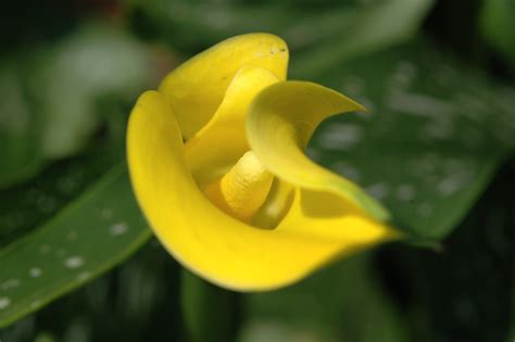Yellow Calla Lily 001 | Yellow Calla Lily | cygnus921 | Flickr