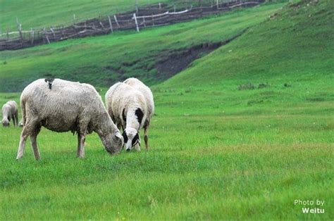 China's Top 6 Spectacular Grasslands and Pastures