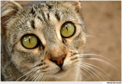 Free Images : view, fauna, close up, nose, eyes, whiskers, snout, vertebrate, tabby cat ...