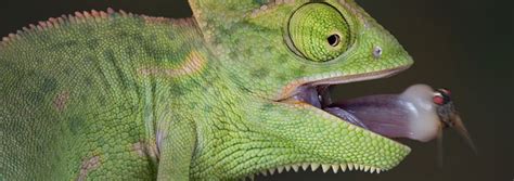 Chameleon Tongue Inspires Robotic Design | The Institute for Creation Research