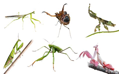 16 Types of Praying Mantis You Can Keep as Pet - Insectic