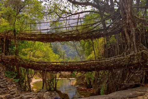 Living Root Bridges: A Wonderful Trip and a Lesson in Caring for the ...