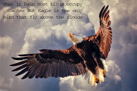 Indian Inspirational Quotes About Eagles. QuotesGram