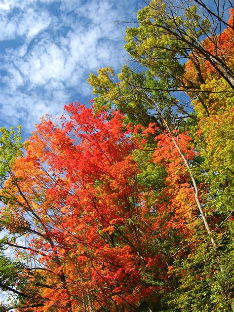 Fall colours at their peak Photograph by Donica Abbinett - Fine Art America