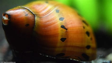 Nerite Snails: Algae Eating, Care, Lifespan, Eggs - Video