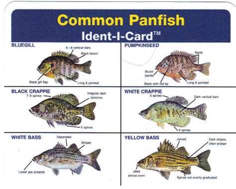 Common Panfish Ident-I-Card - Waterproof Freshwater Fish Identification ...