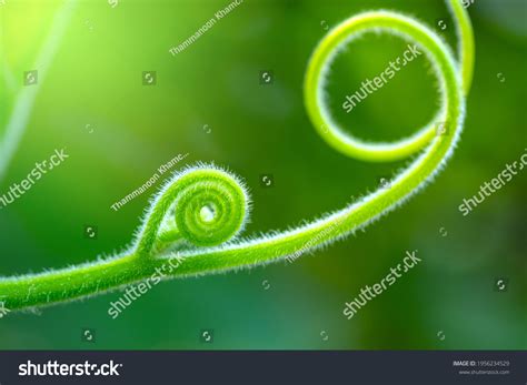 117,960 Plant spiral Images, Stock Photos & Vectors | Shutterstock