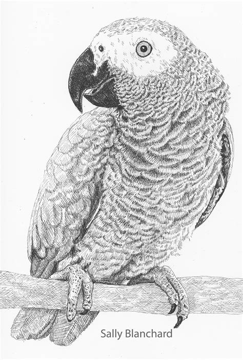 Portrait of African grey named Keiko | Parrots art, African grey parrot, Parrot drawing