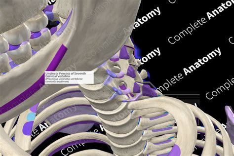 Uncinate Process of Seventh Cervical Vertebra (Right) | Complete Anatomy