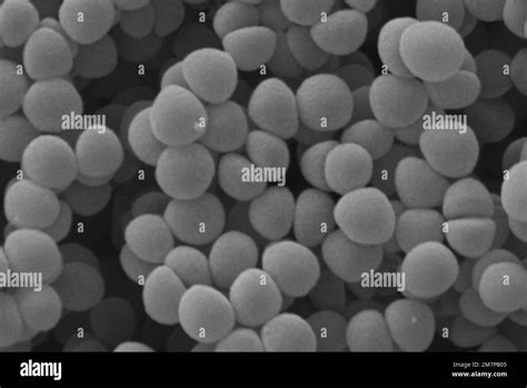 Mrsa microscope Black and White Stock Photos & Images - Alamy