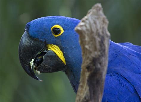 Hyacinth Macaw parrot Brevard County Zoo Florida bird | Flickr