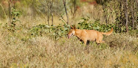 Dingo dinners: what’s on the menu for Australia’s top predator?