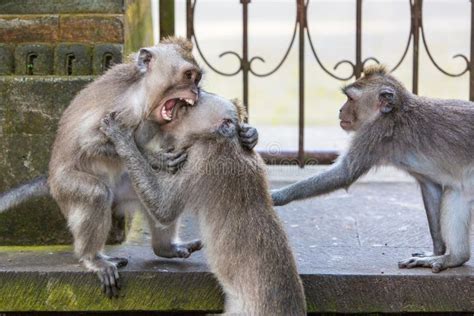 Fighting Monkeys stock image. Image of eating, nature - 44598963