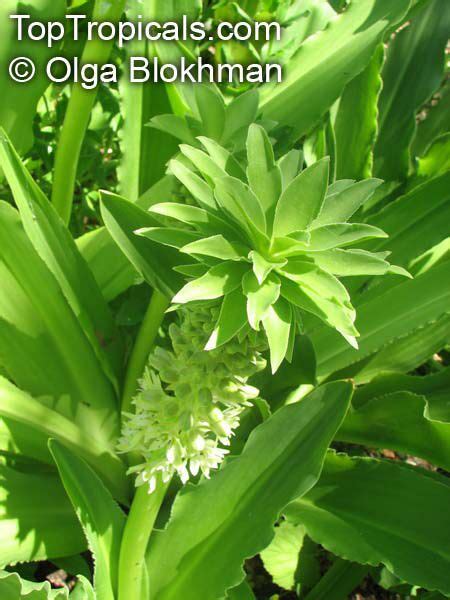 Eucomis autumnalis, Eucomis undulata , Pineapple Lily