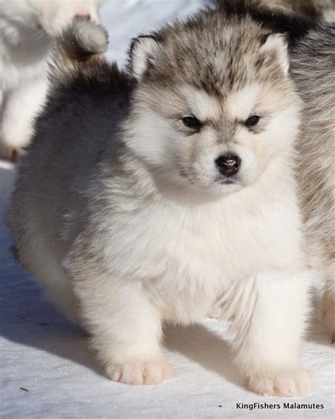 White Wolf : 15 Chubby Alaskan Malamute Puppies That Will Make You Smile