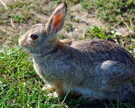 Top 10 Rabbits Breeds in The World