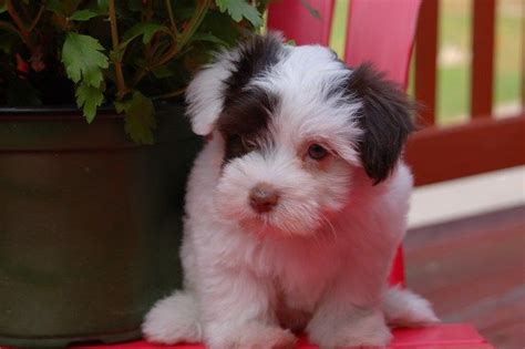 Havanese Breeders in Rhode Island | Havanese, Havanese breeders ...