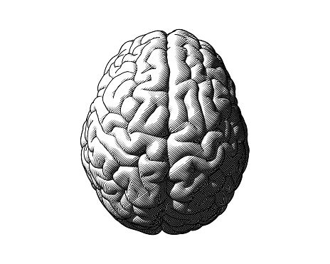 Black Brain Illustration Isolated On White Bg Stock Illustration ...