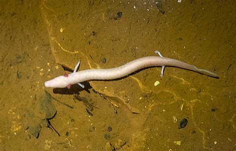 The olm is a salamander that really loves its 'spot' - Owl Connected