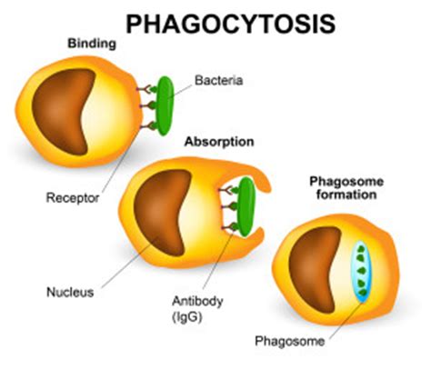 ¿Qué es la fagocitosis? | MiSistemaInmune