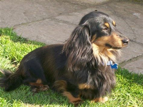 20 Long-haired Miniature Dachshund Facts That'll Impress You