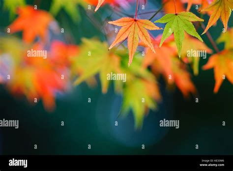 Japanese Fall Foliage Stock Photo - Alamy