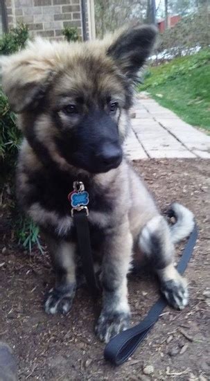 American Alsatian Info, Temperament, Puppies, Pictures, Video