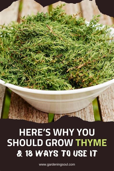 Here’s Why You Should Grow Thyme & 18 Ways To Use It | Growing herbs indoors, Growing thyme ...