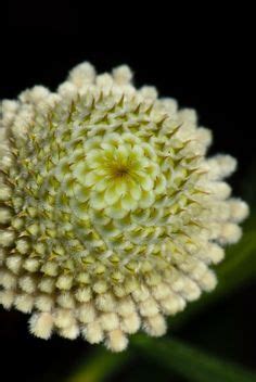25 Best isopogon images | Exotic flowers, National parks, Plants