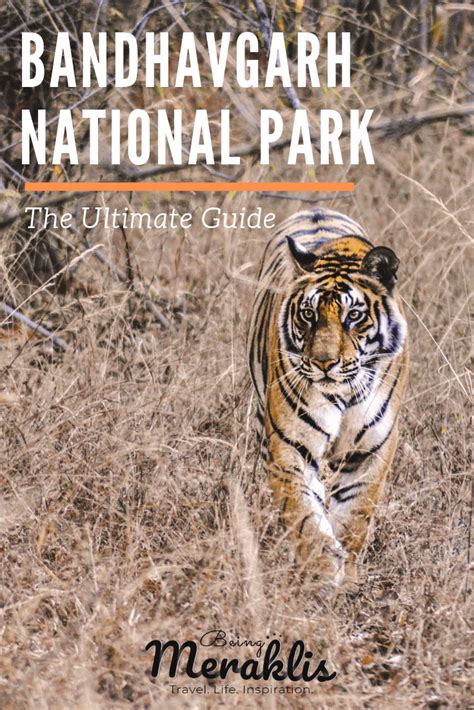 The Ultimate Guide to Bandhavgarh National Park - Why Indias Densest Tiger Reserve should be on ...