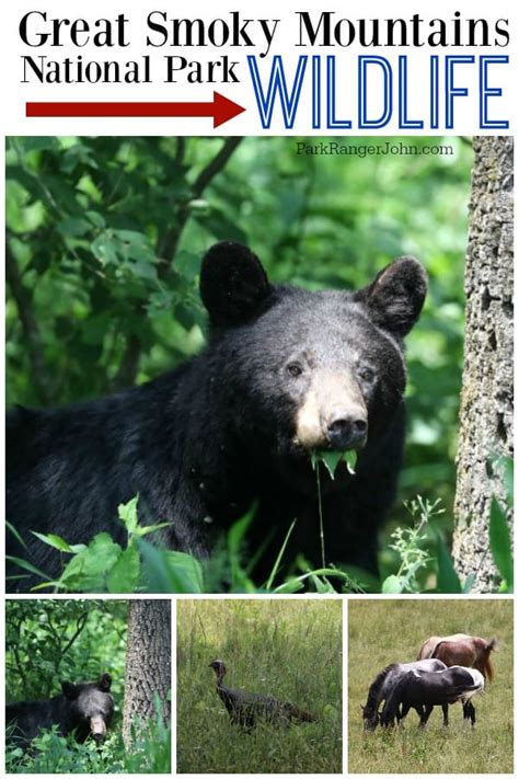 Great Smoky Mountains National Park Wildlife | Park Ranger John