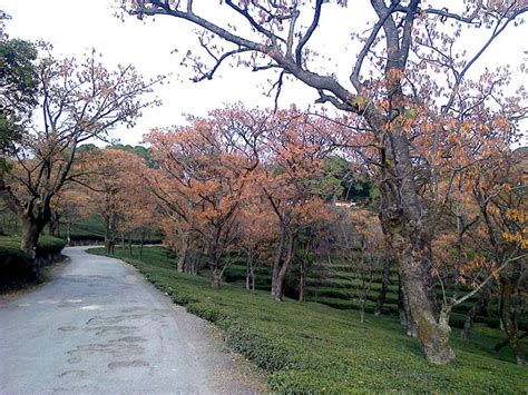 Palampur tea Garden: Himachal Pradesh @ Aneet