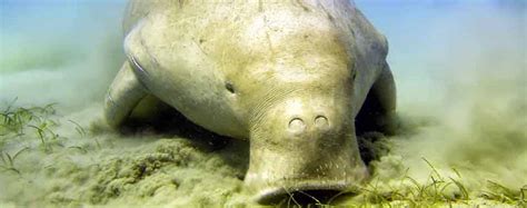 Things You Never Knew: 8 Facts about the Dugong - Murex Dive ResortsMurex Dive Resorts