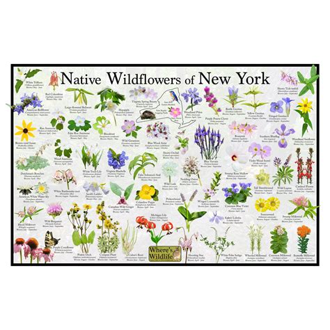 Native Wildflowers of New York / State Flower Field Guide Providing Picture Identification ...