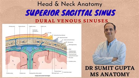 Sagittal Sinus Anatomy