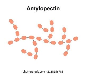 Amylopectin Structure