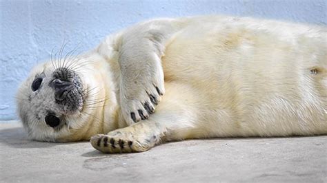 Images Of Baby Seals