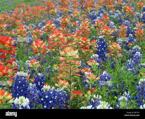 Field of Indian paintbrush and Texas bluebonnets in Brenham, Texas ...