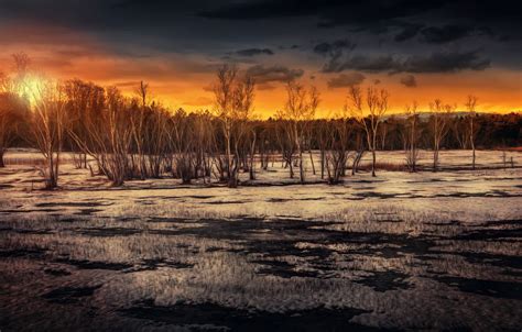 Wallpaper the sun, trees, treatment, Marshland sunset images for desktop, section природа - download